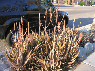 aloe vera big