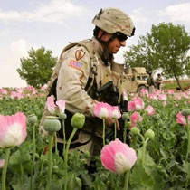afghan poppies