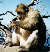 Barbary Ape