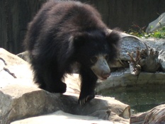 Sloth Bear 1