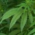  Hasite Images Iht Daily D270307 70Hemp