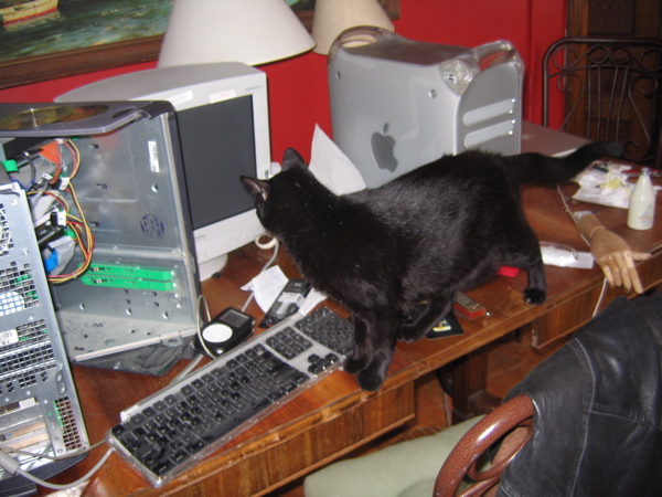 cat-tech.jpg